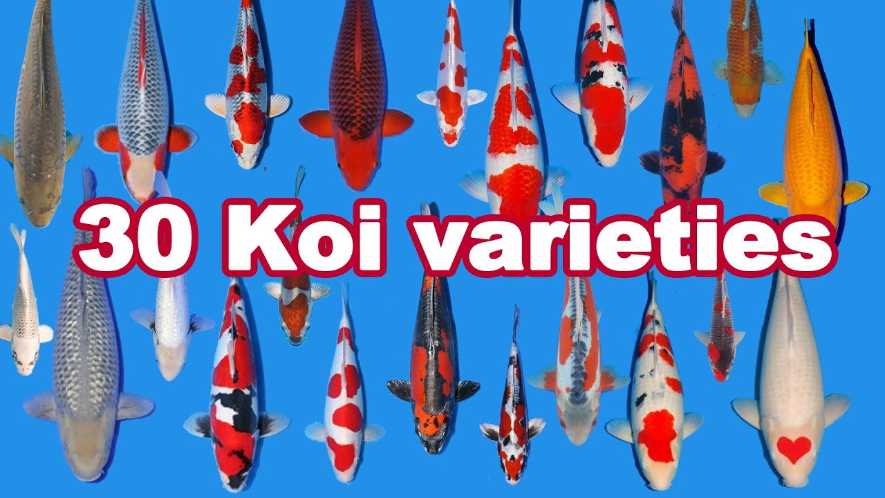 30 Koi Fish Varieties, Types And Characteristics - YouTube