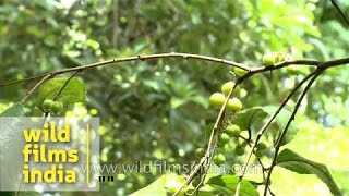 Flacourtia inermis plantation : one can make wine from batoko plum!