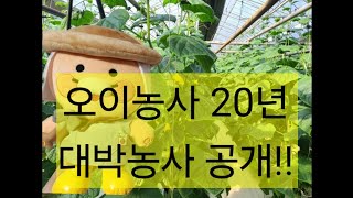 오이농사  20년 경험으로 초보자도 전문가로 만들어 드리겠습니다 꼭 성공 하세요 010-3279-6137 010-3537-5576 010-3519-3479