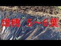 スイートコーンの早や植え注意点。　目指せ100品目　邑南町　駒川農園　21.4.16