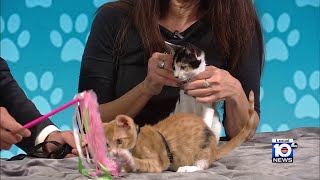 Adopt A Pet: Meet Mary and Zoo