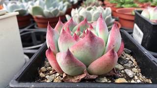 Echeveria cv. Momotarou 多肉植物 桃太郎