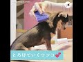 徐々にとろけていくワンコ💕 寝落ちまでが…可愛いすぎた❤️ 【peco tv】