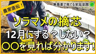 【そら豆栽培】冬越し前にやる摘芯・追肥のコツを解説！【有機農家直伝！無農薬で育てる家庭菜園】　24/12/21