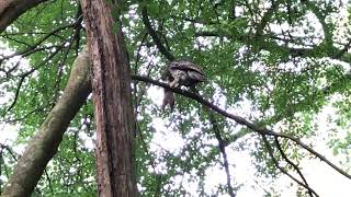 Powerful Owl