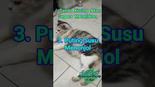 4 Tanda Kucing Akan Segera Melahirkan #cat #shorts