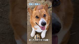 水が欲しそうな顔してた割に…コーギー犬コナン