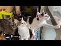 「何やってんだろ？」部屋にカメラを仕掛けたら猫がおかしな行動をしていた。霊感のある同僚がそれを見て..【猫の不思議な話】【朗読】