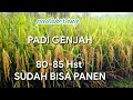 BENIH PADI GENJAH PADI || PADAHERANG