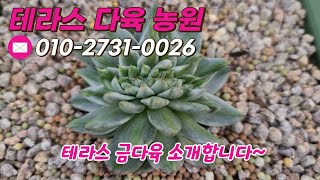 👩‍🌾 테라스 금다육 소개합니다~ㅣ 테라스 다육 농원/010-2731-0026