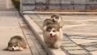 Too cute Alaskan malamute puppies!