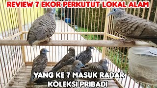 REVIEW 7 EKOR PERKUTUT LOKAL ALAM. YANG KE 7 MASUK RADAR KOLEKSI PRIBADI