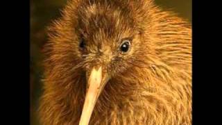 Simon Thomas - Kiwis.wmv