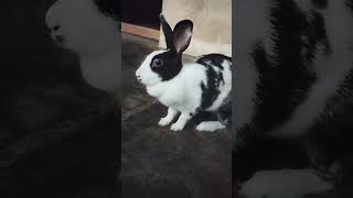 Ellie #bunny #rabbitt #cute #petbunny #trendingshorts