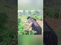 കോഴികൾ ഈ ഇല കഴിക്കാറുണ്ടോ shortsfeed shortvideo shorts