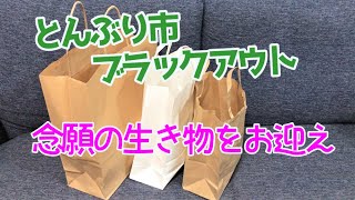 【給料1か月分？】とんぶり市、ブラックアウトで念願の生体をお迎えしました！【爬虫類飼育】