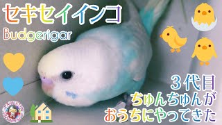 🐥セキセイインコ🐤３代目ちゅんちゅんをおうちにお迎え🐥かわいい雛の飼育🏡レインボー🌈Budgerigar🐤3rd generation came to my home🐤house＆breeding🐥