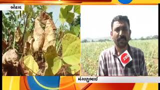 Botad: Farmers fear crop failure following deficit rainfall - Zee 24 Kalak