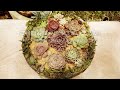 【多肉植物】木の鉢は腐り落ちるまで使いますねん ーー野良猫対策花壇【succulent】 3