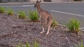 袋から出ようとする赤ちゃんカンガルー　Baby kangaroo trying to get out of the mother kangaroo bag