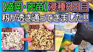 【盛岡・稲作・密苗】浸種6日目 種籾が透き通ってきました！