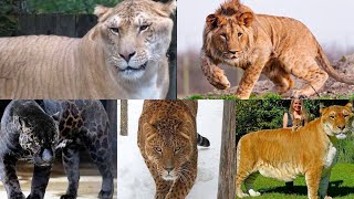 ¡¡FELINOS HIBRIDOS!! Cruzas de Leones, Tigres, Leopardos y Jaguares | TOP OM