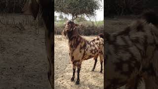 Beautiful big village life goats