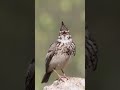 Crested Lark Song