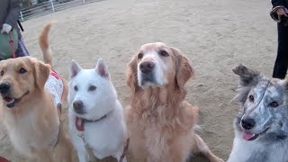 朝公園WACHAで内輪揉め始まる✨ゴールデンレトリバー　紀州犬　カニンヘンダックスフント