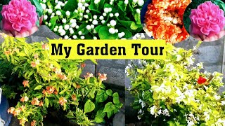 మా పల్లెటూరి గార్డెన్ టూర్, My Village Home Garden Tour #gardening #plants #gardeningideas