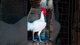 5 MONTHS OLD GIANT WHITE KNIGHT #peruvian #viralvideo #rooster #chicken #bird