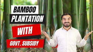 Bamboo subsidy and plantation | bamboo farming in India | bans ki kheti | bans ki Kheti kaise kare 🎋