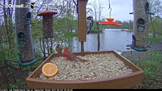 Male Northern Cardinal Feeds Female on Cornell Feeders – May 5, 2017