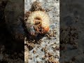 驚愕amazing 何の幼虫 whatlarva 虫撮りガール チャンネル登録お願いします 生物 観察 鬼 虫嫌いがお届けする虫たち 幼虫 larva subscribe 驚愕 amazing