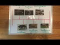 evolution of panthera onca centralis