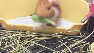 咀嚼音の激しいモルモット Guinea Pig with intense mastication sound