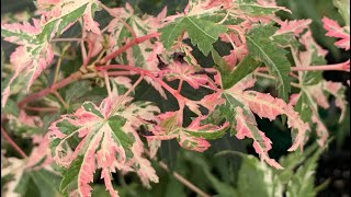 Acer palmatum 'Tsuru no mai'? More like Acer palmatum 'Oh my gosh, it's pink!'