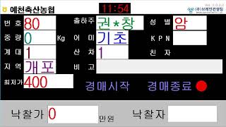 예천축산농협 5월 26일 경매가축시장