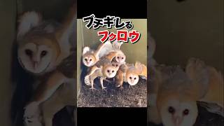 フクロウに近付くと危険です #おもしろ動物動画 #かわいい動物動画 #ふくろう