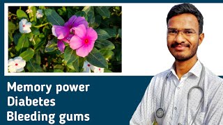 health Benefits of Sadabhar || vinca rosea, catharanthus roseus, sadapuspha, periwinkle