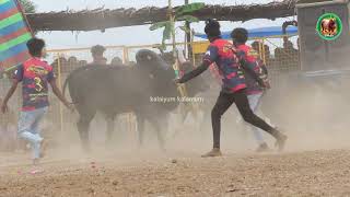 கௌரிப்பட்டி அசால்ட் காரி காளை vs காரைக்குடி வேட்டை கருப்பர் குழு / கோட்டநத்தம்பட்டி வடமஞ்சுவிரட்டு