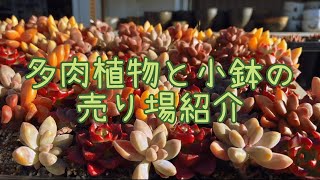 【三貴フラワーセンター】多肉植物と小鉢の売り場紹介【12月の風景】