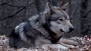 Ζώντας με τους Λύκους (Living with Wolves)