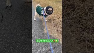 【パグ】お散歩。#パグ #pug #shorts #ショート #日常 #癒し #犬のいる暮らし #いぬ