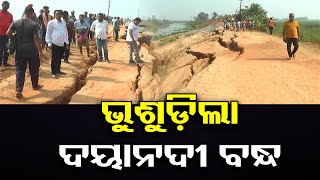 ଭୁଶୁଡ଼ିଲା ଦୟାନଦୀ ବନ୍ଧ | Odisha Reporter