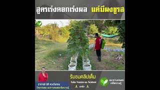 สูตรเร่งดอกเร่งผล แค่มีผงชูรส #แนวทางเกษตรเกร็ดความรู้