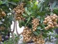 Can we grow LONGAN fruit tree in Central Florida? YOU MUST SEE | Garden MVI 0146