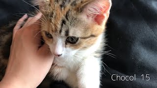 ティッシュをボロボロにした犯人がこちらの子猫です　Chocol  15