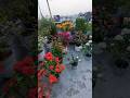 Terrace Gardening, bougainvillea, rose, cactus flower , blooming rose | #flowers #rose #garden