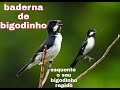 BADERNA DE BIGODINHO